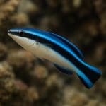 Wargatek bananowy – Halichoeres chrysus