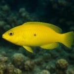 Ustnik wargacz – Labroides dimidiatus