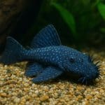 Kirys panda – Corydoras panda