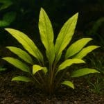 Wargatek zielony – Thalassoma lunare