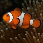 Mieczyk Hellera – Xiphophorus hellerii