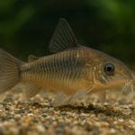 Kirys pstry – Corydoras paleatus