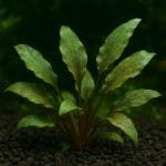 Kryptokoryna różowa – Cryptocoryne pink