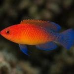 Kryptokoryna willisa – Cryptocoryne willisii