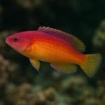 Wargacz czerwonoplamy – Cirrhilabrus solorensis