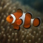 Błazenek pomarańczowy – Amphiprion percula