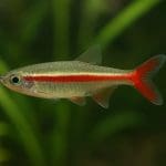 Brzanka sumatrzańska – Puntigrus tetrazona