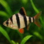 Kardynałek chiński – Tanichthys albonubes