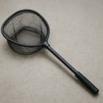 Moczarka kanadyjska – Elodea canadensis