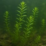 Siatka do odławiania ryb