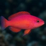 Mandaryn wspaniały – Synchiropus splendidus