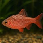 Brzanka zielona – Puntius semifasciolatus