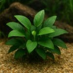 Błazenek plamisty – Amphiprion ocellaris