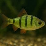 Wężyk do napowietrzania