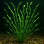 Moczarka delikatna – Egeria najas