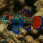 Babek cętkowany – Valenciennea puellaris