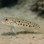 Oświetlenie w akwarium – jakie wybrać