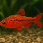 Brzanka denisona – Sahyadria denisonii