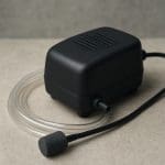 Brzanka denisona – Sahyadria denisonii