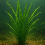 Pompa napowietrzająca