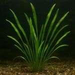 Babek błękitnopręgi – Valenciennea strigata