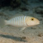 Babek żółty – Cryptocentrus cinctus