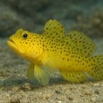 Babek błękitnopręgi – Valenciennea strigata