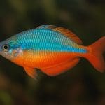 Tęczanka trójpręga – Melanotaenia trifasciata