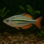 Tęczanka neonowa – Melanotaenia praecox