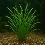 Kamień napowietrzający