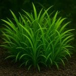 Nurzaniec karłowaty – Vallisneria nana