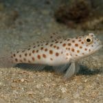 Babek paskowany – Amblyeleotris guttata