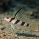 Babek dwupaskowy – Stonogobiops yasha