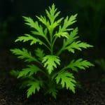 Zestaw do pomiaru GH