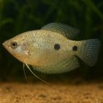 Gurami mozaikowy – Trichogaster leeri