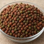 Gurami dwuplamisty – Trichopodus trichopterus