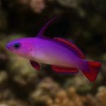 Lirowiec ognisty – Nemateleotris magnifica