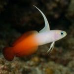 Jak zbudować system CO2 do akwarium