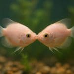 Gurami perłowy – Trichogaster leeri