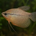 Gurami całujący – Helostoma temminckii