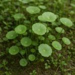 Lirowiec niebieski – Nemateleotris helfrichi