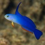 Hydrocotyle verticillata – Hydrocotyle verticillata