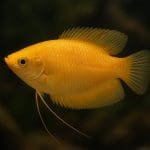 Labiryntowiec ciernisty – Trichopsis pumila