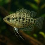 Gurami złoty – Trichogaster trichopterus var. gold