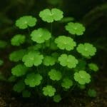 Glossostigma elatinoides – Glossostigma elatinoides