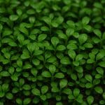 Skorpenka koralowa – Scorpaenodes guamensis