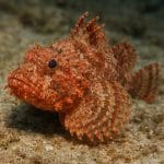 Glossostigma elatinoides – Glossostigma elatinoides