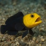 Skorpenka koralowa – Scorpaenodes guamensis