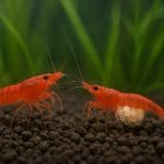 Bocja modesta – Yasuhikotakia modesta