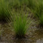 Eleocharis parvula – Eleocharis parvula
